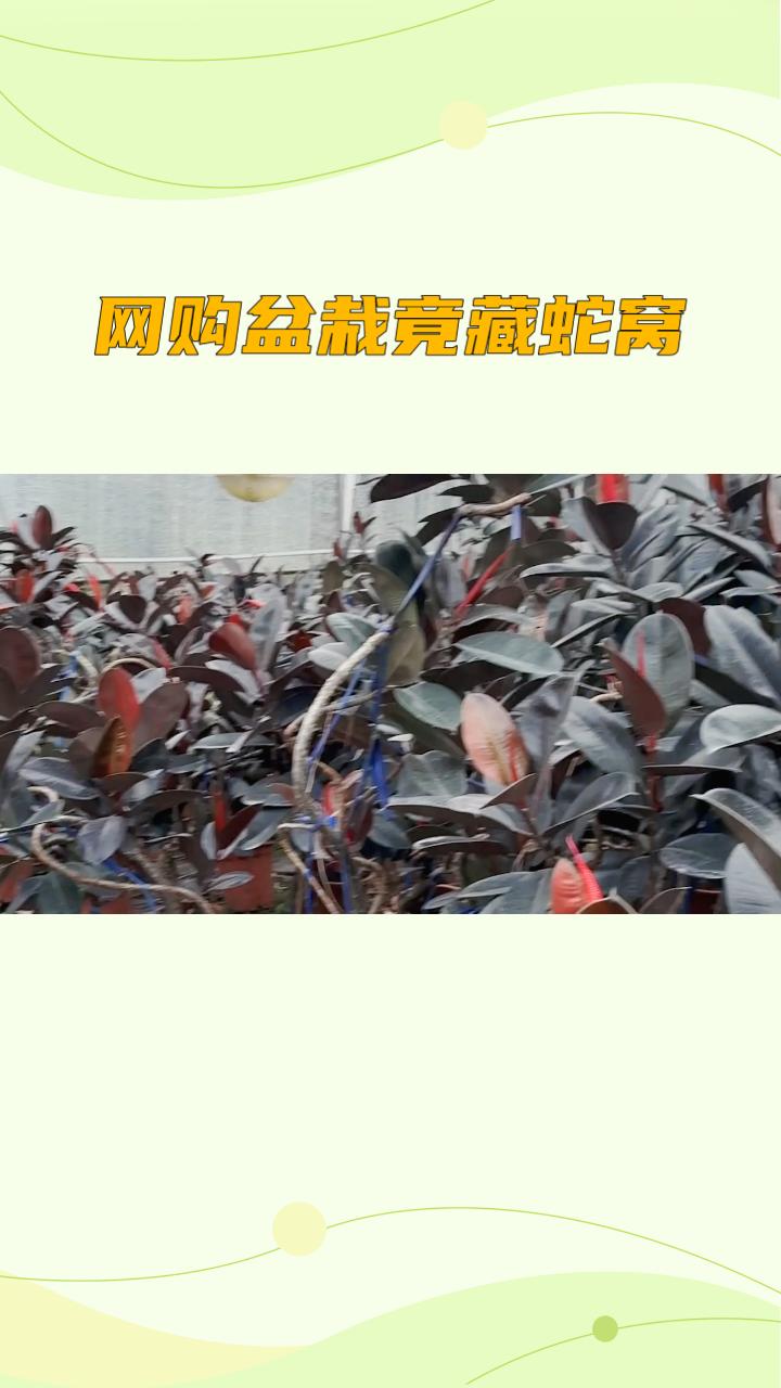 网购盆栽竟藏蛇窝，商家拒退款反让买药，谁该为惊吓负责？
近日，北京通州一家盲人推