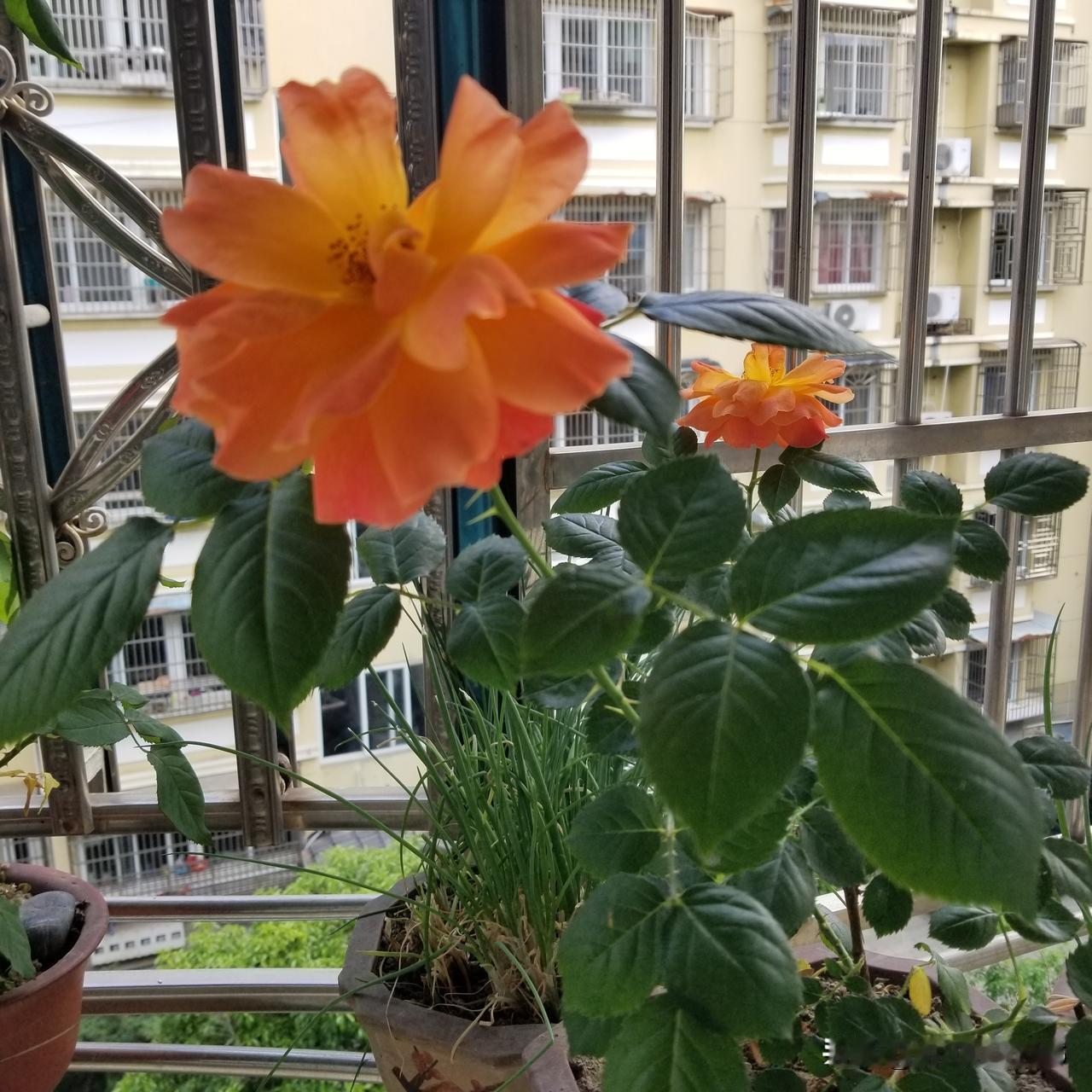上联：春风十里不如你，
下联：岁月千痕犹带伤。
去年种的，今年开的好猛，不知道花