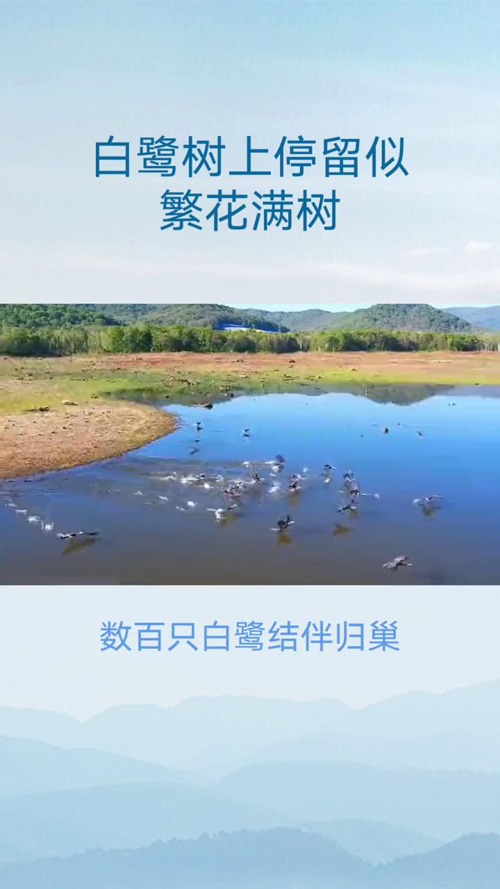 白鹭树上停留似繁花满树。
在云南省保山市施甸县野鸭湖畔，每天傍晚都会上演一幕如诗
