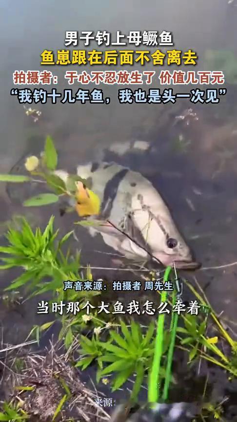 男子钓上母鳜鱼，鱼崽跟在后面不舍离去。
拍摄者：于心不忍放生了价值几百元。"我钓