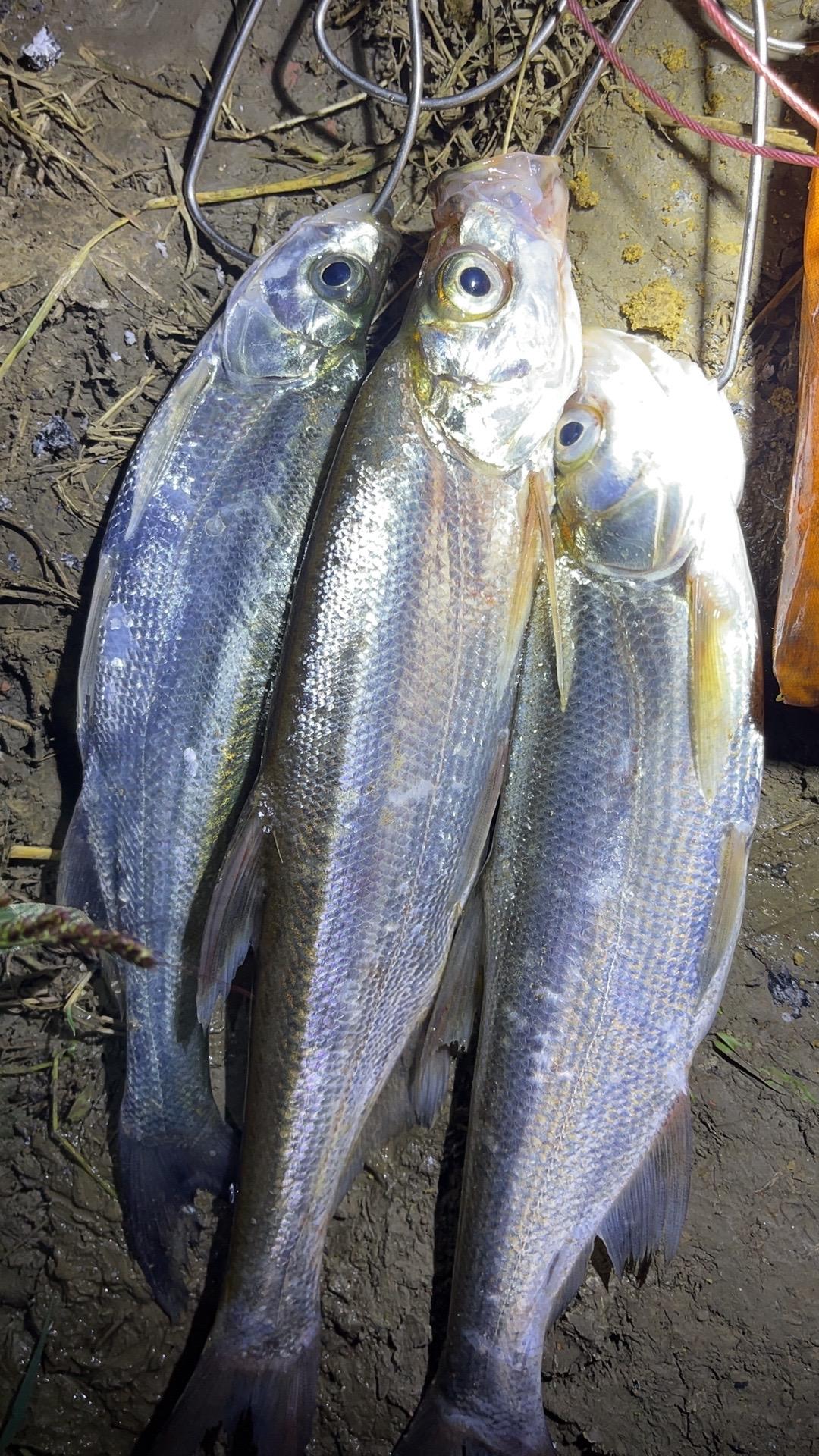 #钓鱼的乐趣只有钓鱼人懂 #我爱钓鱼我的选择 #钓鱼人就是这么疯狂 #真实户外 