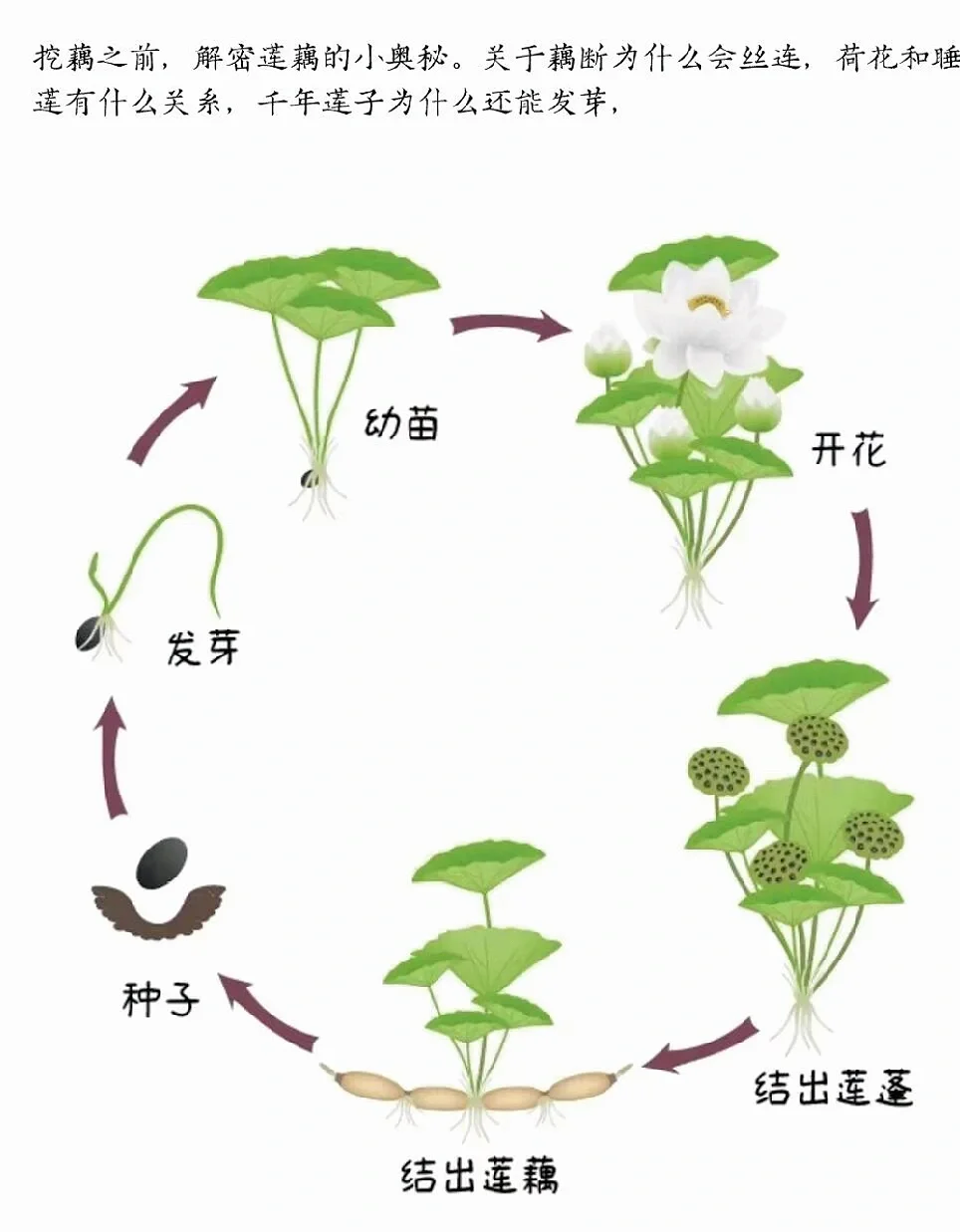 好好好…都瞒着我去挖藕是吧‼️这波我必须冲