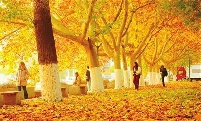 【天津这所大学“落叶缓扫”】初冬时节，南开大学在校园特定区域实施“落叶缓扫”模式