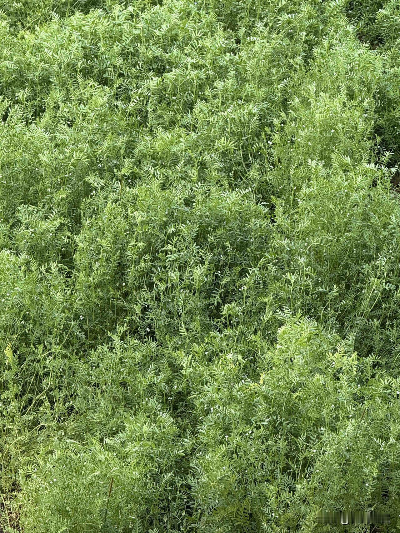 【小对联】
上：试点；
下：……？