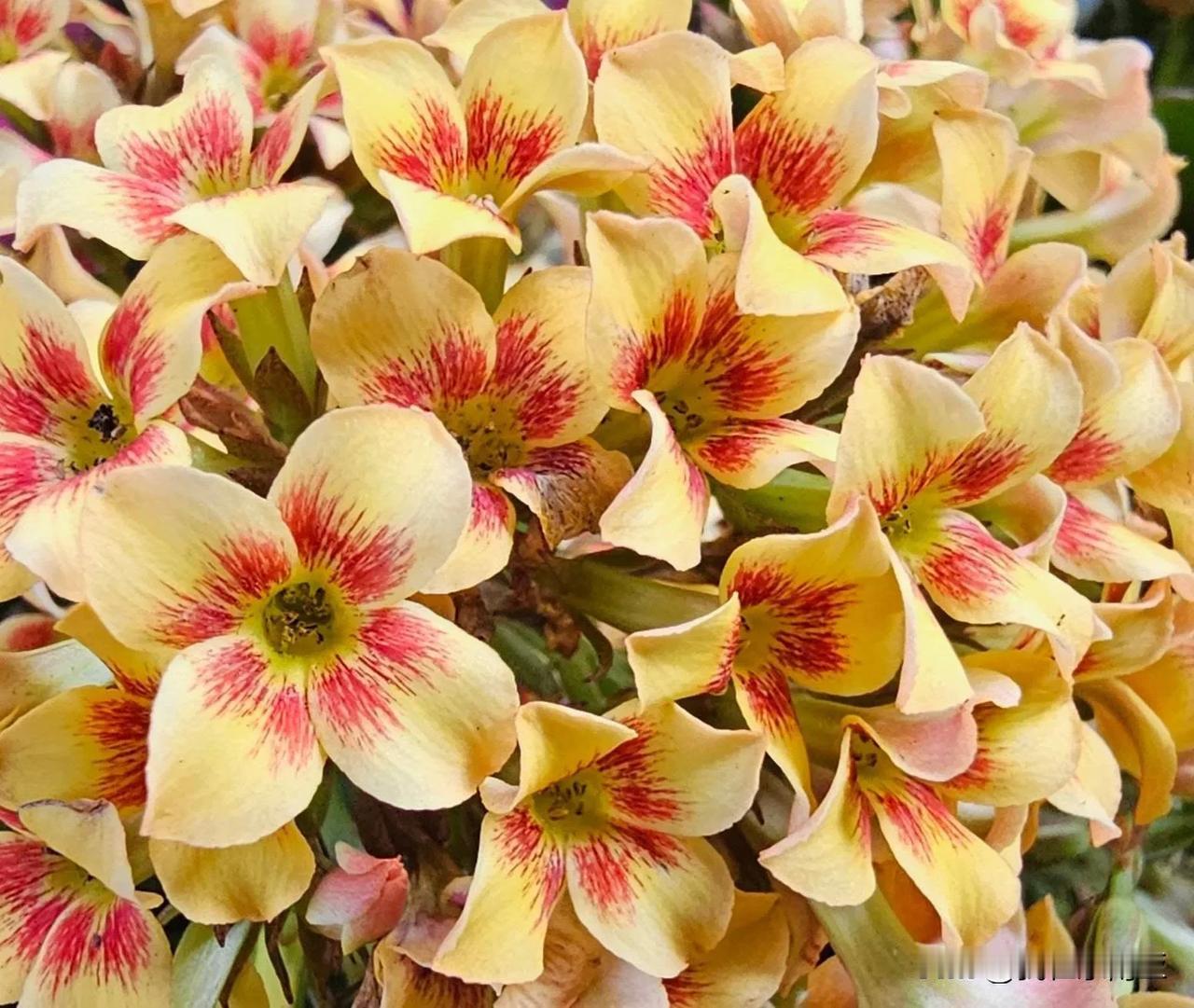 ❣️平安幸福     🎄🎄🎄🎄🎄
❣️好運齊來     🎈🎈🎈?