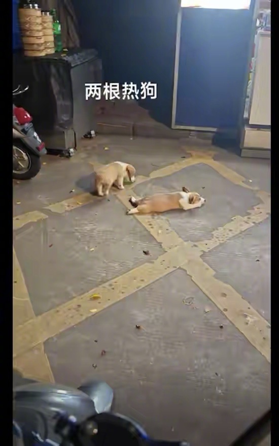 两只小狗板鸭趴在地上降温，秒变成两根“热狗”！还挺聪明的呀！​​​