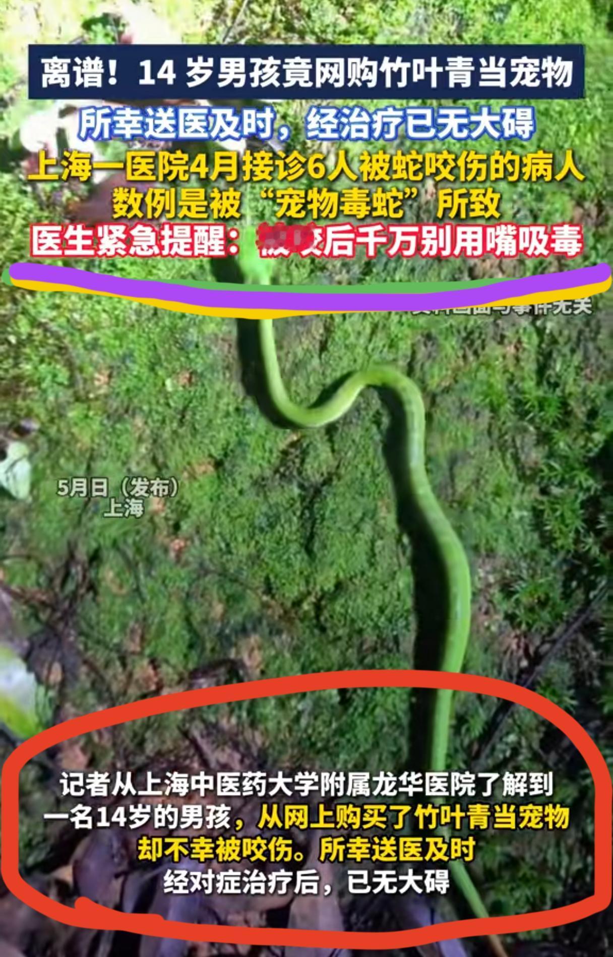 太离谱了吧，听着就吓人，
被竹叶青咬了一口，
后果会是啥样？

上海，14岁男孩