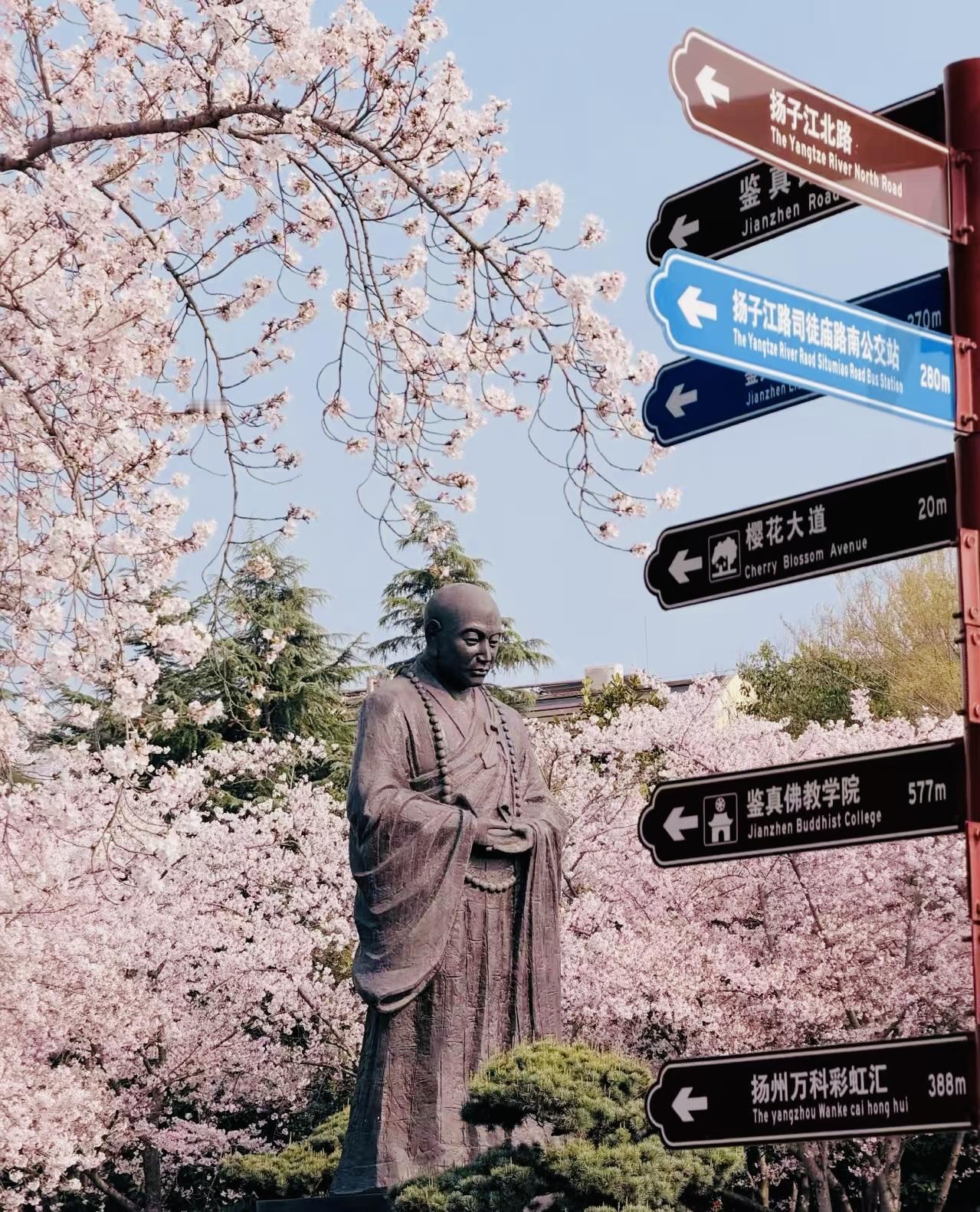 粉雪漫鉴真路，扬州春日最美樱花隧道[星星眼]
[送心]扬州鉴真路樱花大道，全长1