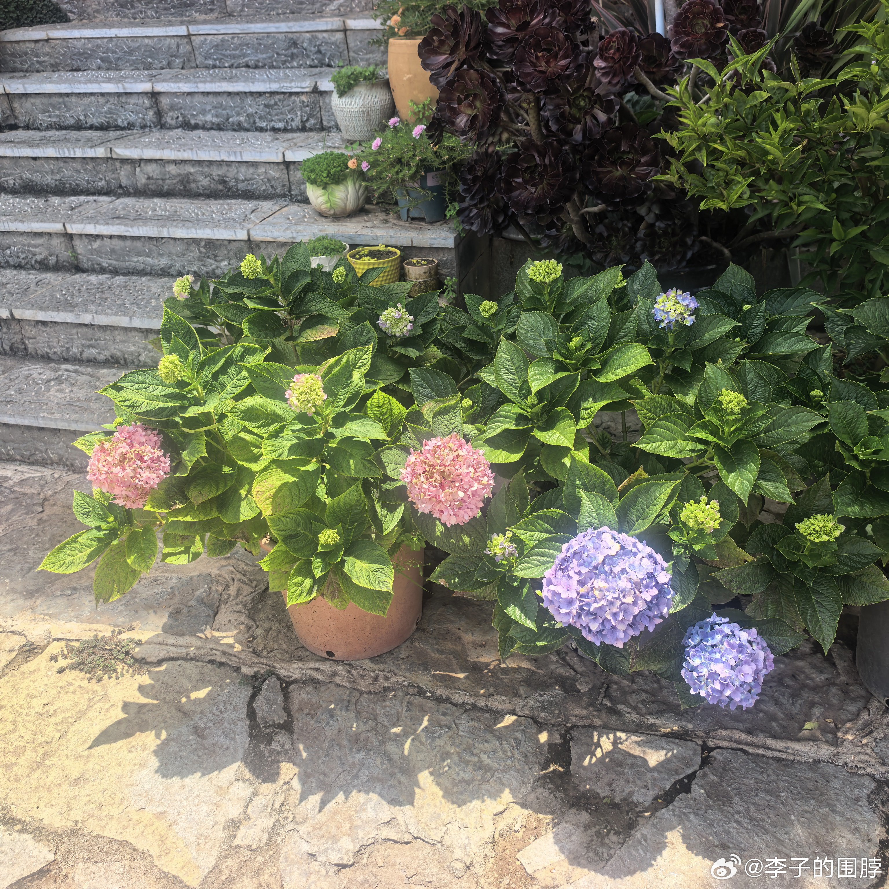 来马房村看看荷花再吃个石锅鱼。 