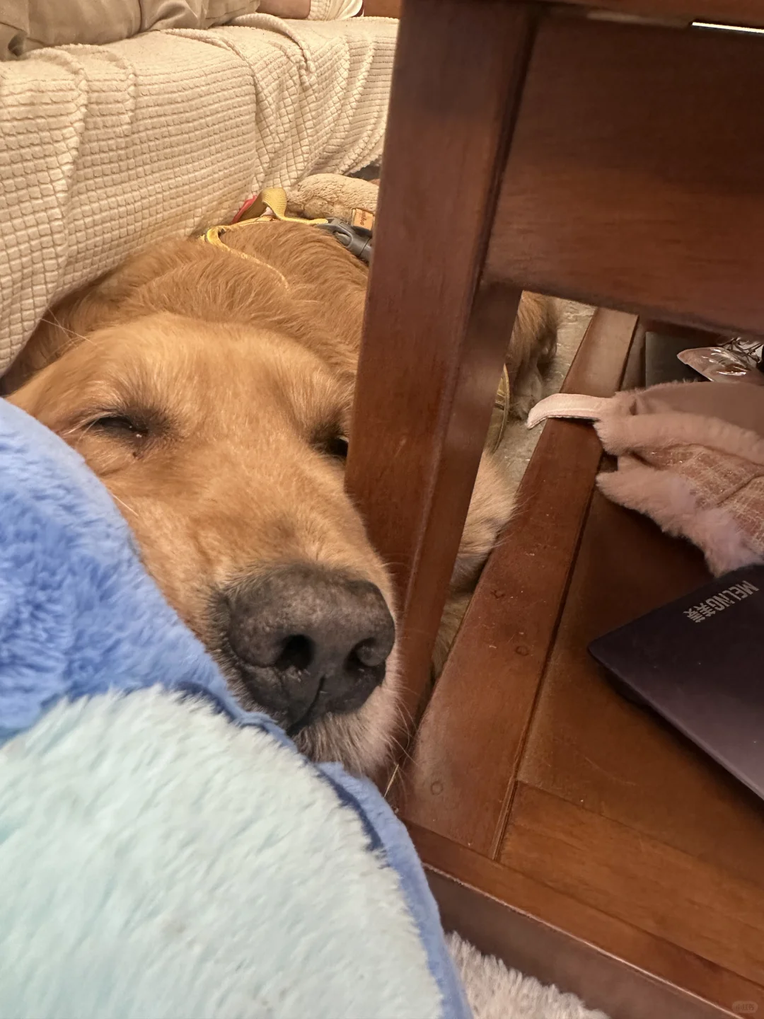 和小金毛待一块一年半多了