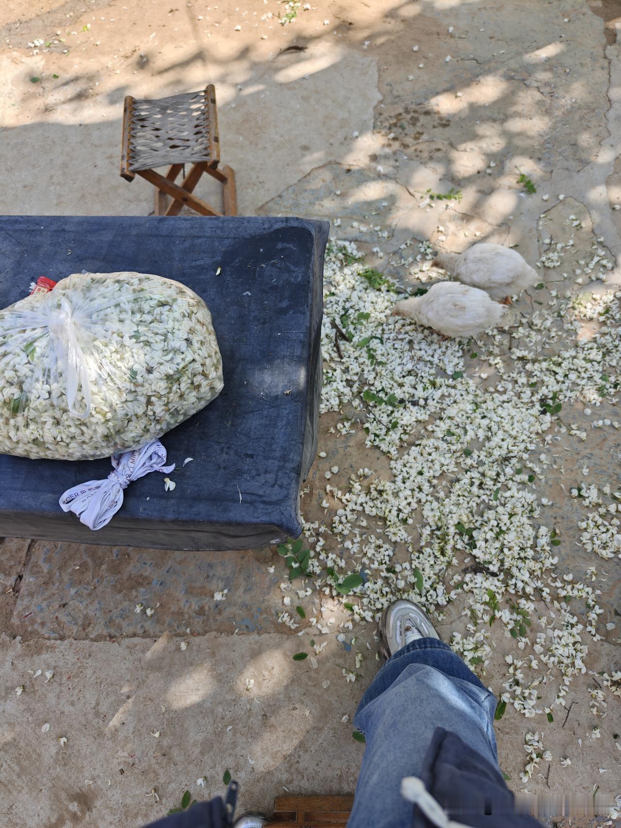 今天要回城了，公公知道我喜欢吃槐花，一大早就拿着大杆子上山勾来了那么多的槐花。