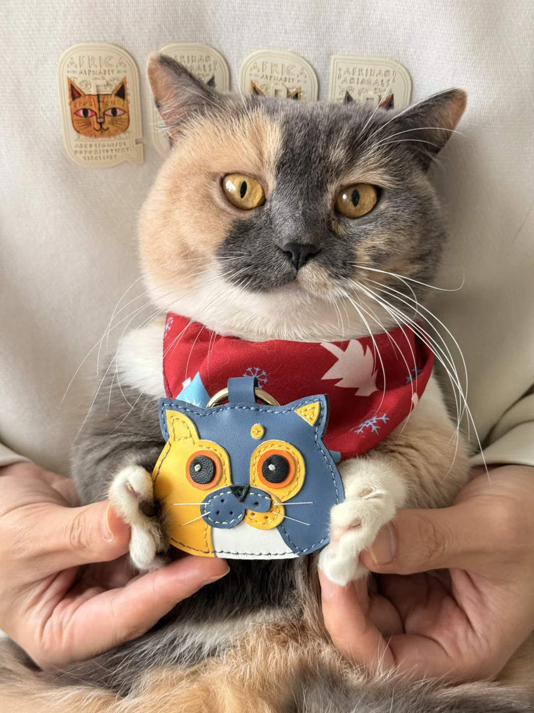 挑战做100只可爱的猫猫