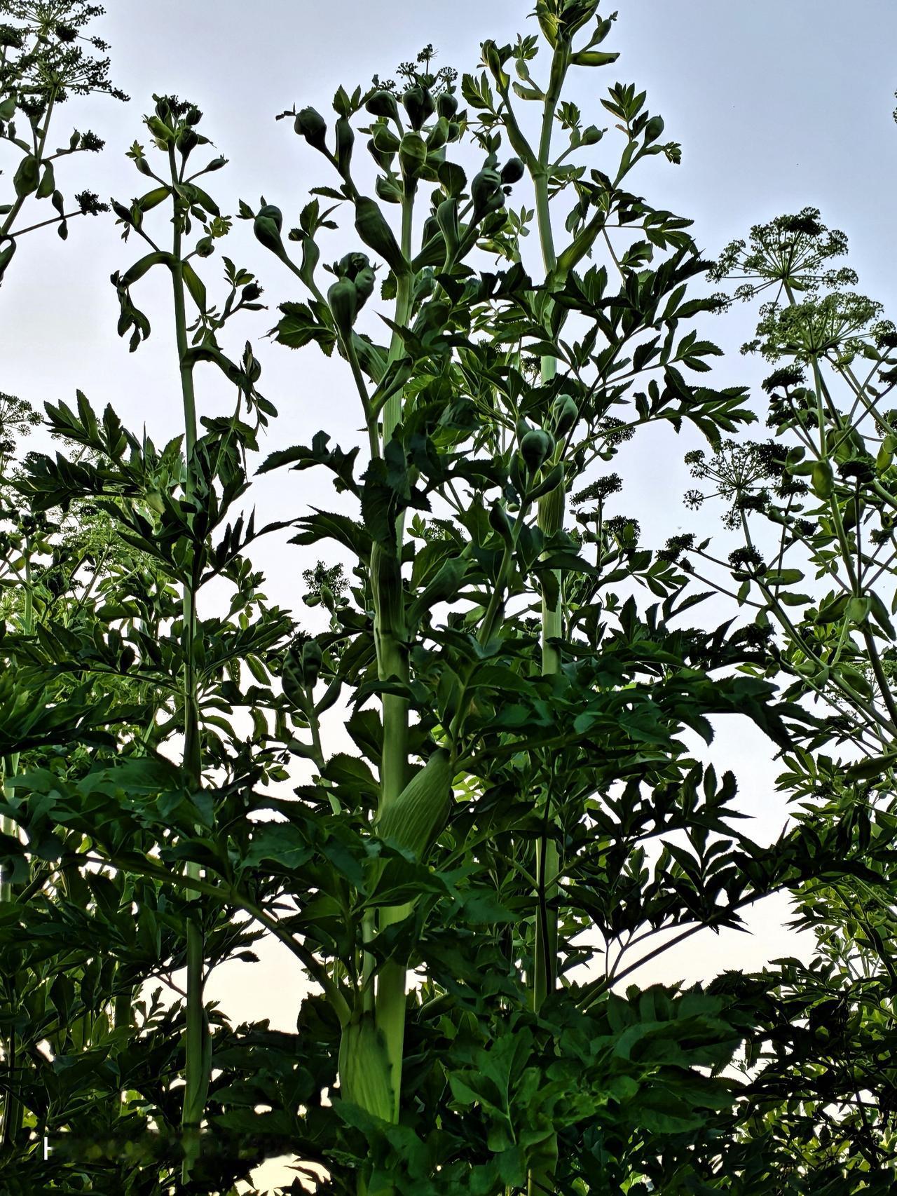 满地都是这种果子，不认识。