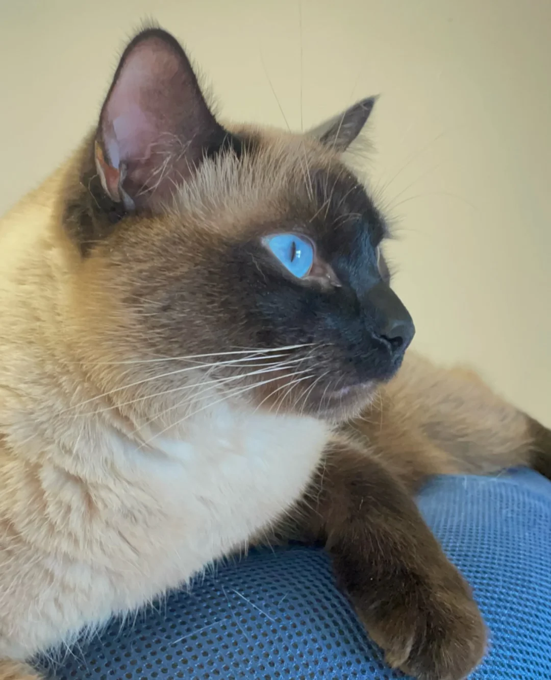 小猫埋汰