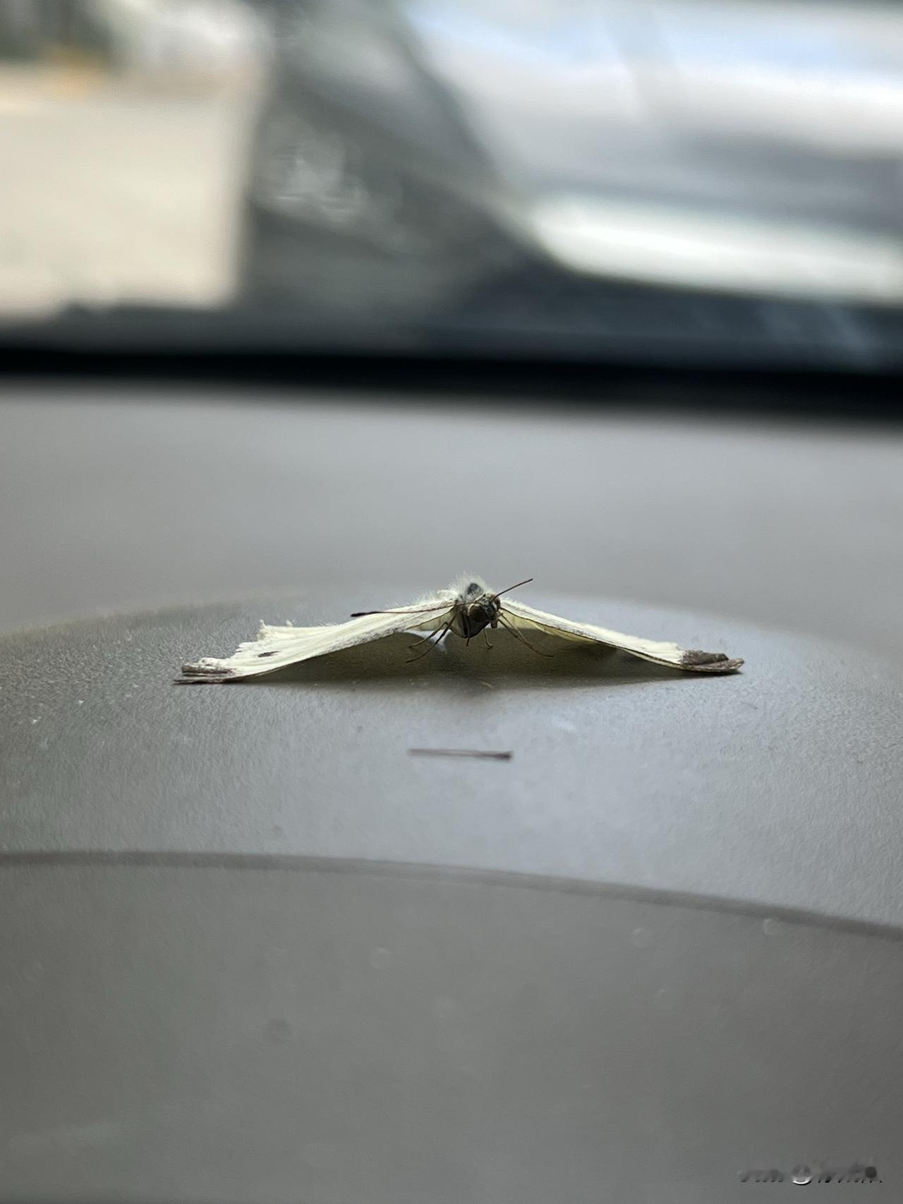 车就牙了一个缝散热，结果回到车上看到这一幕，心态崩了，到底是谁错了