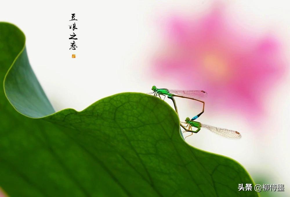 拍荷花时，咱们也有可能“巧遇”荷塘里的“小婚房”！
背景里的大花可真喜庆——豆娘
