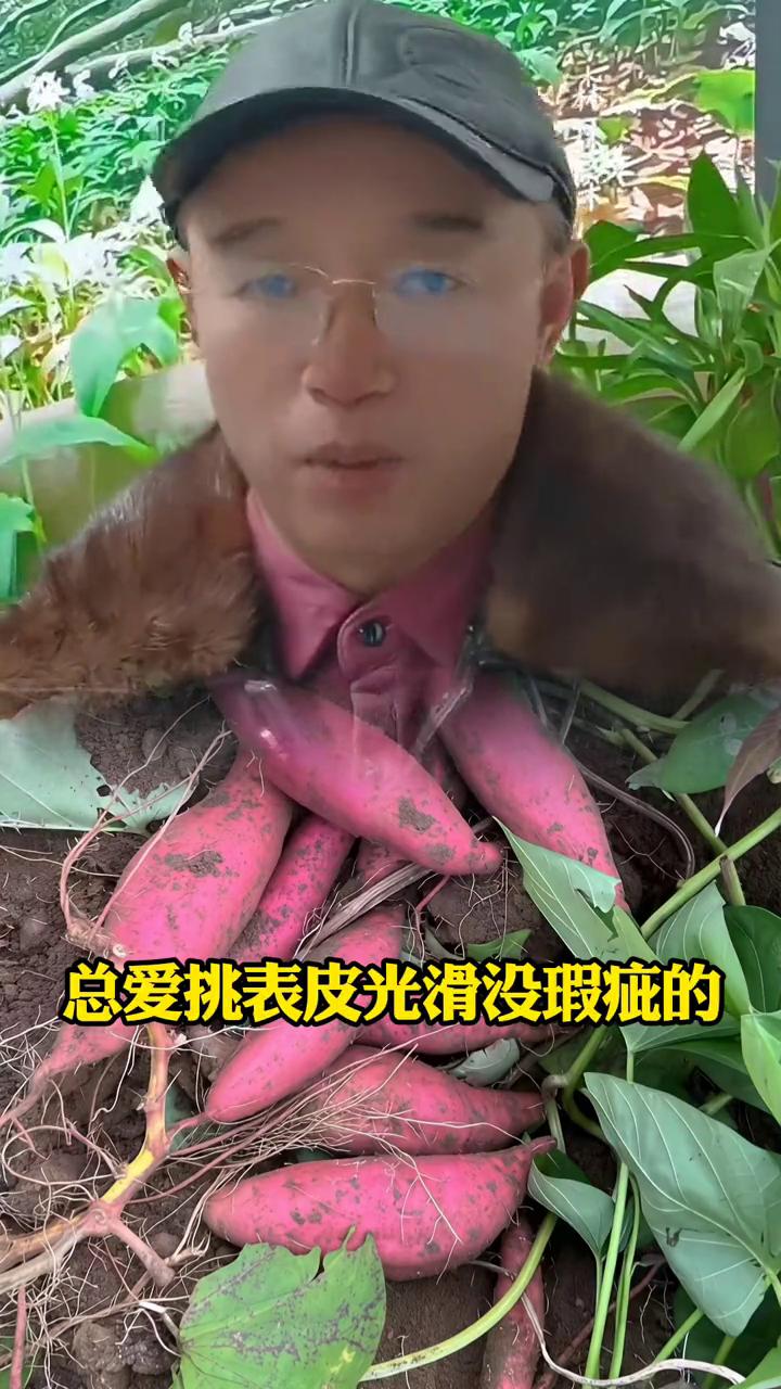 吃口放心红薯咋就这么难？
今天我看到央视曝光的云南建水红薯事件实在让人揪心。买果