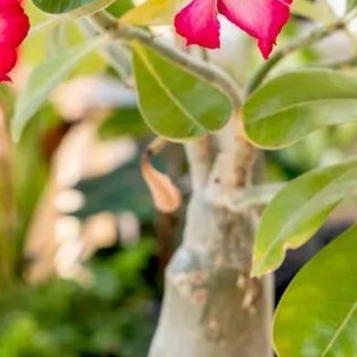 沙漠玫瑰（小众多肉灌木，花艳）- 环境：阳台/露台盆栽，20–35℃，喜干热。-