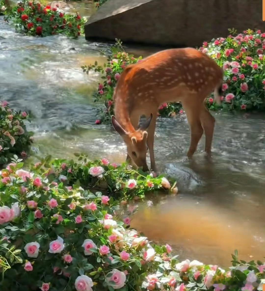 林深见鹿，点赞一鹿好运 