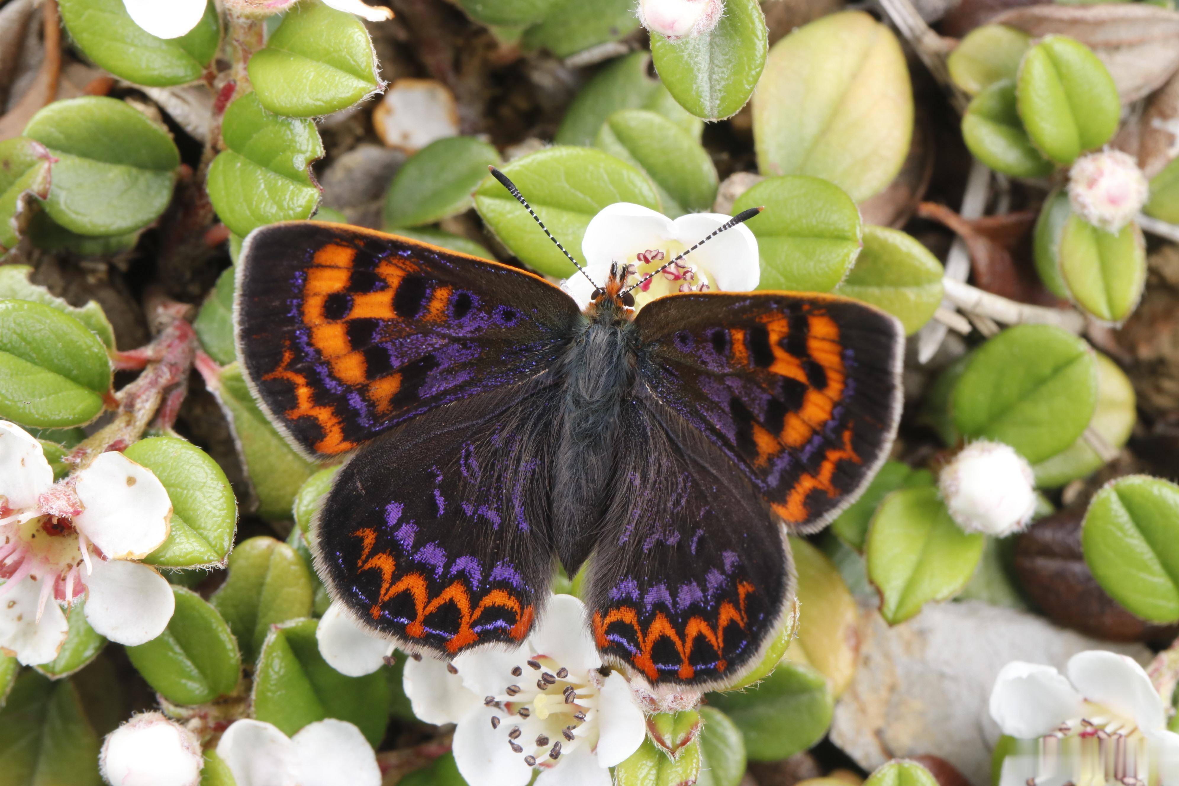 Lycaena pang (Oberthür, 1886) 庞呃灰蝶高原上的花