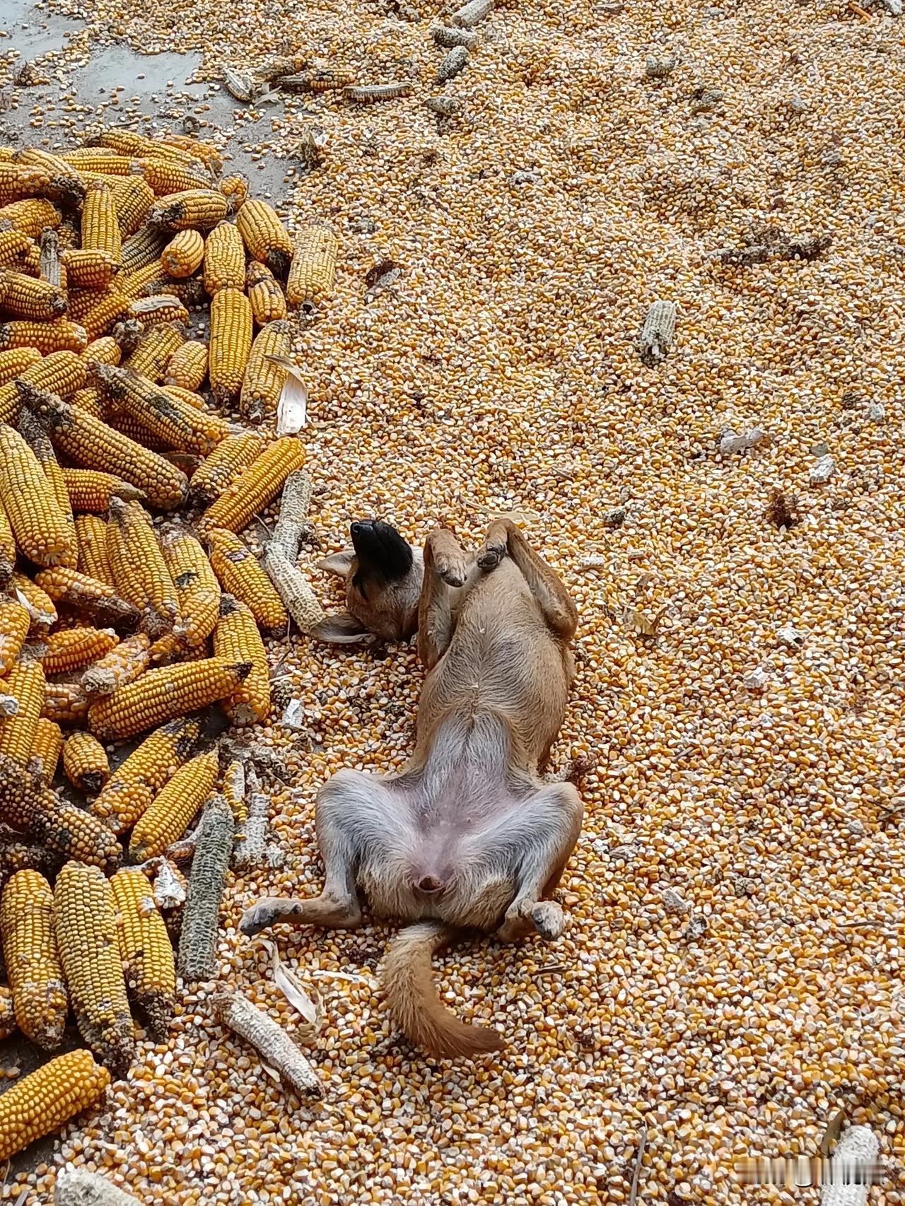 江苏徐州，这条狗的睡姿很妖娆，是大条母狗。