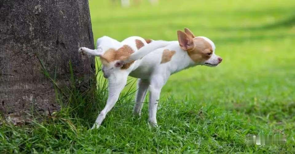 狗狗撒尿为什么会抬腿？

    随着人们生活水平提高，养狗狗的人也越来越多。过