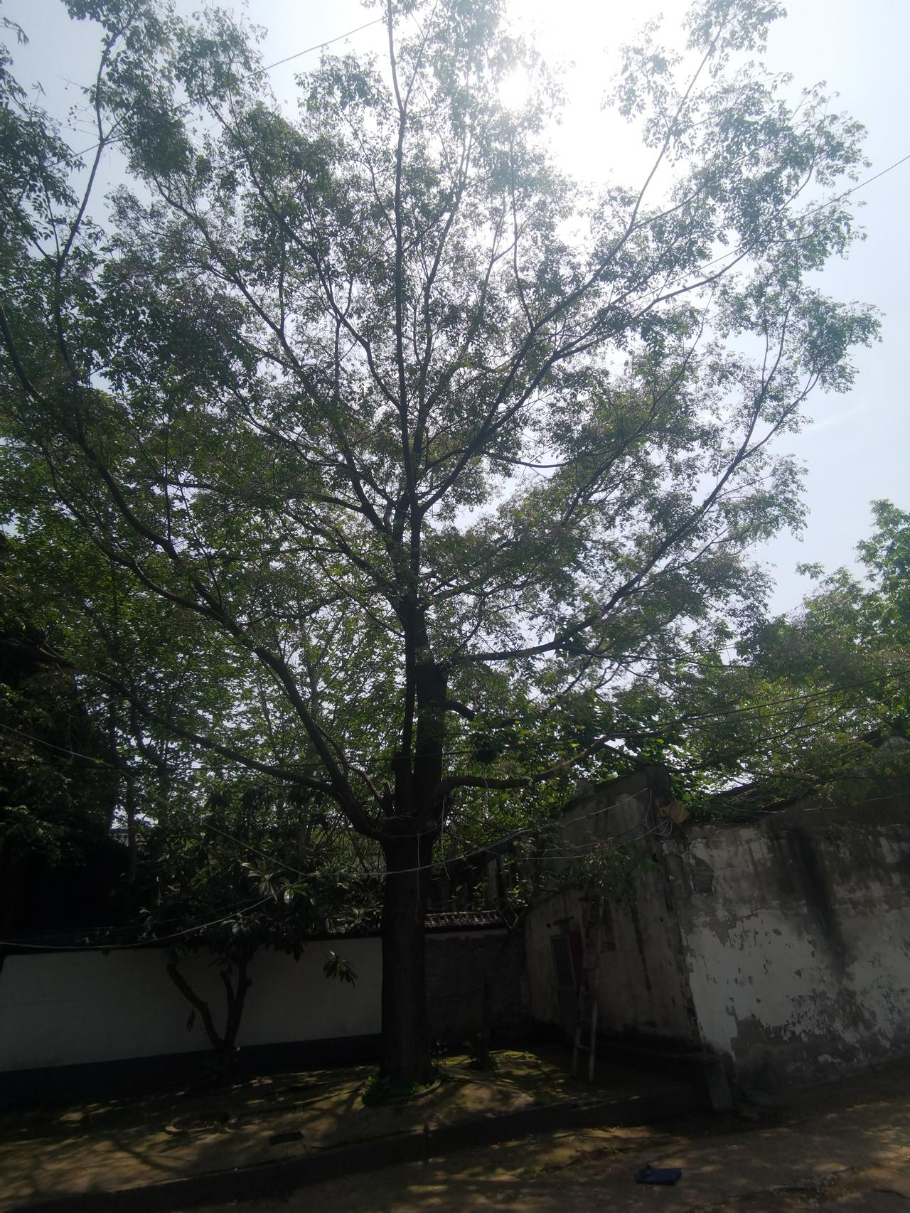 绍兴西小河谢公桥河沿胡同里还有一棵很大的苦楝树，靠近阳明故里，树上还有一只猫。