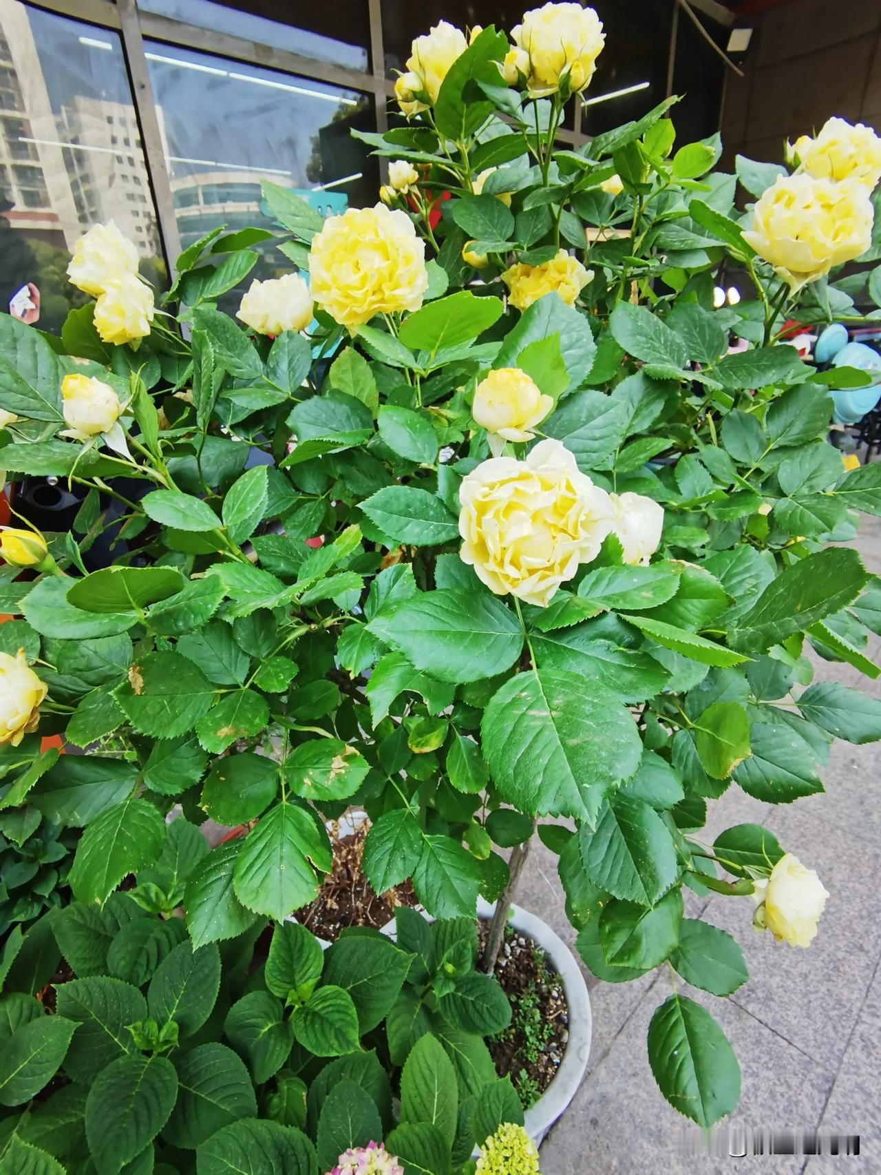 黄金有价玉无价
黄金价格忽上忽下，始终有价可循，这玉石可就不好说了。

家人说了