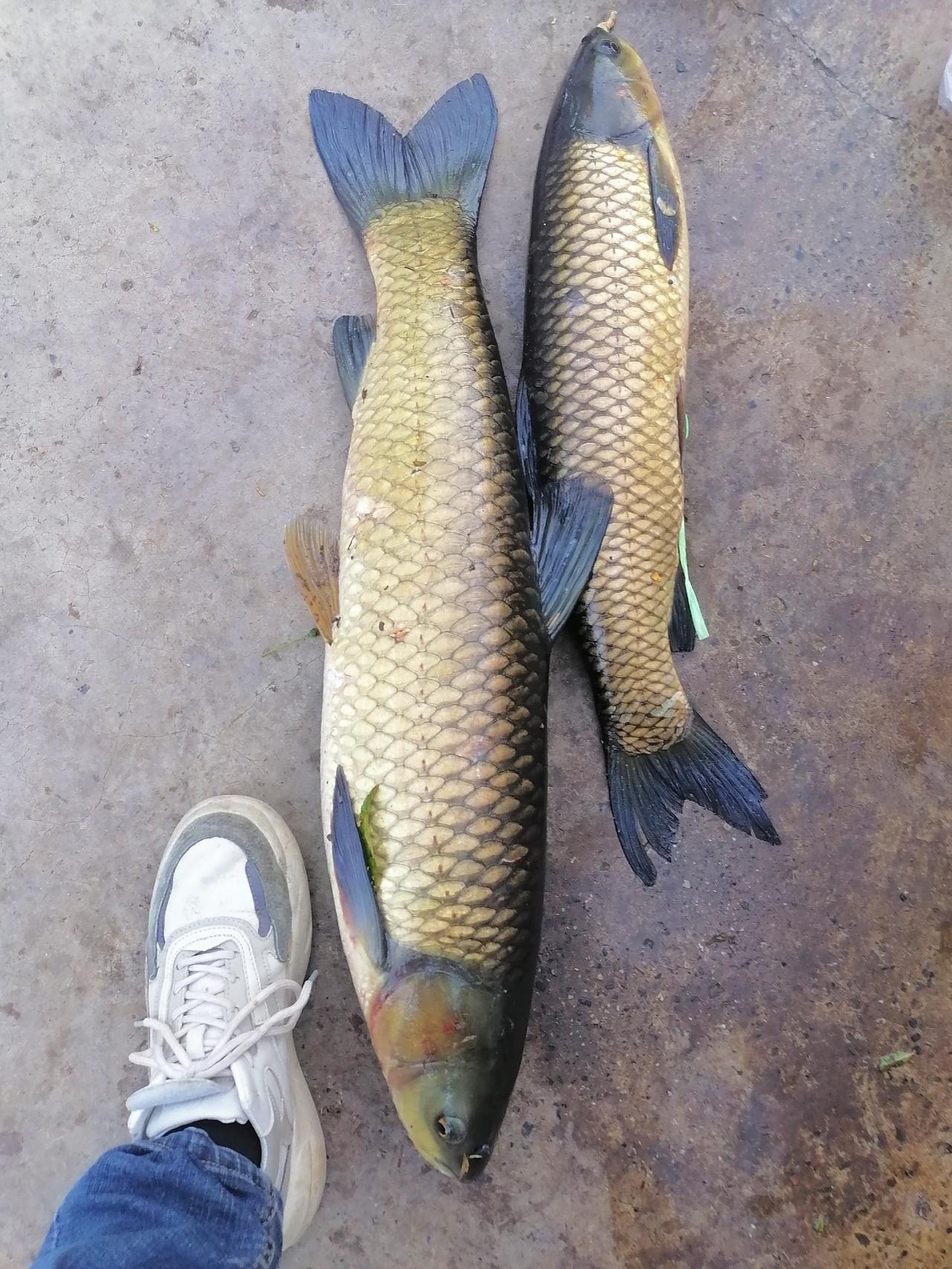 #祝大家年年有鱼 #是时候展现真正的技术了 