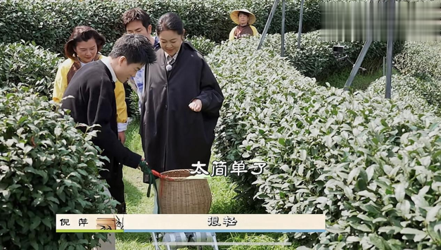 董宇辉现身杭州龙井村，和倪萍张晓龙采茶喝茶，当场被“催婚”