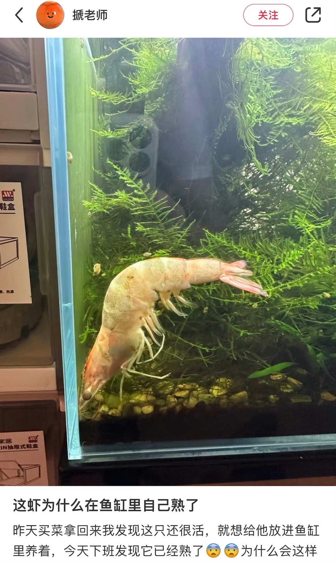 虾在鱼缸里自己熟了[思考] ​​​