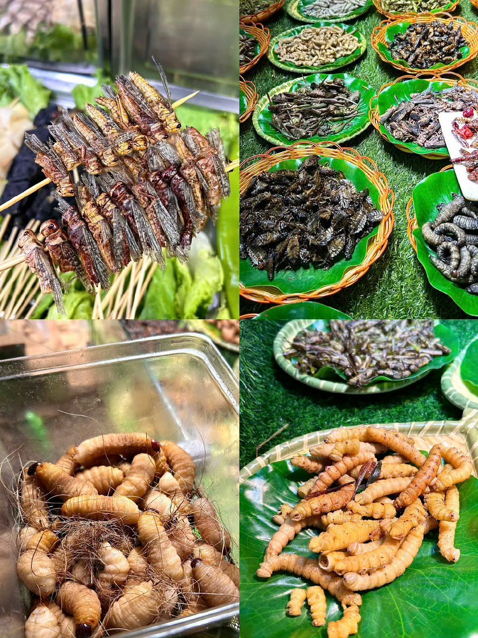 到了云南才知道虫子也是一道菜宝子们！不来云南不知道，一来吓一跳！在这片神奇的土地