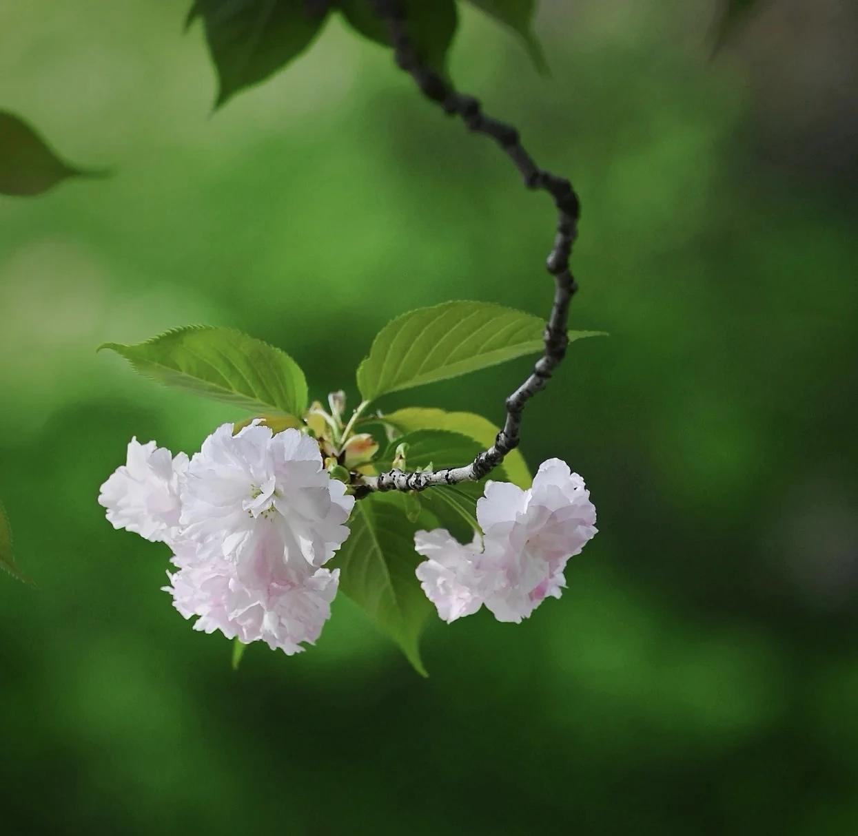 《如梦令·樱花》
轻踩落花几片，醉把云霞漫卷。
浅问往来风，可带旧年双燕？
吹散