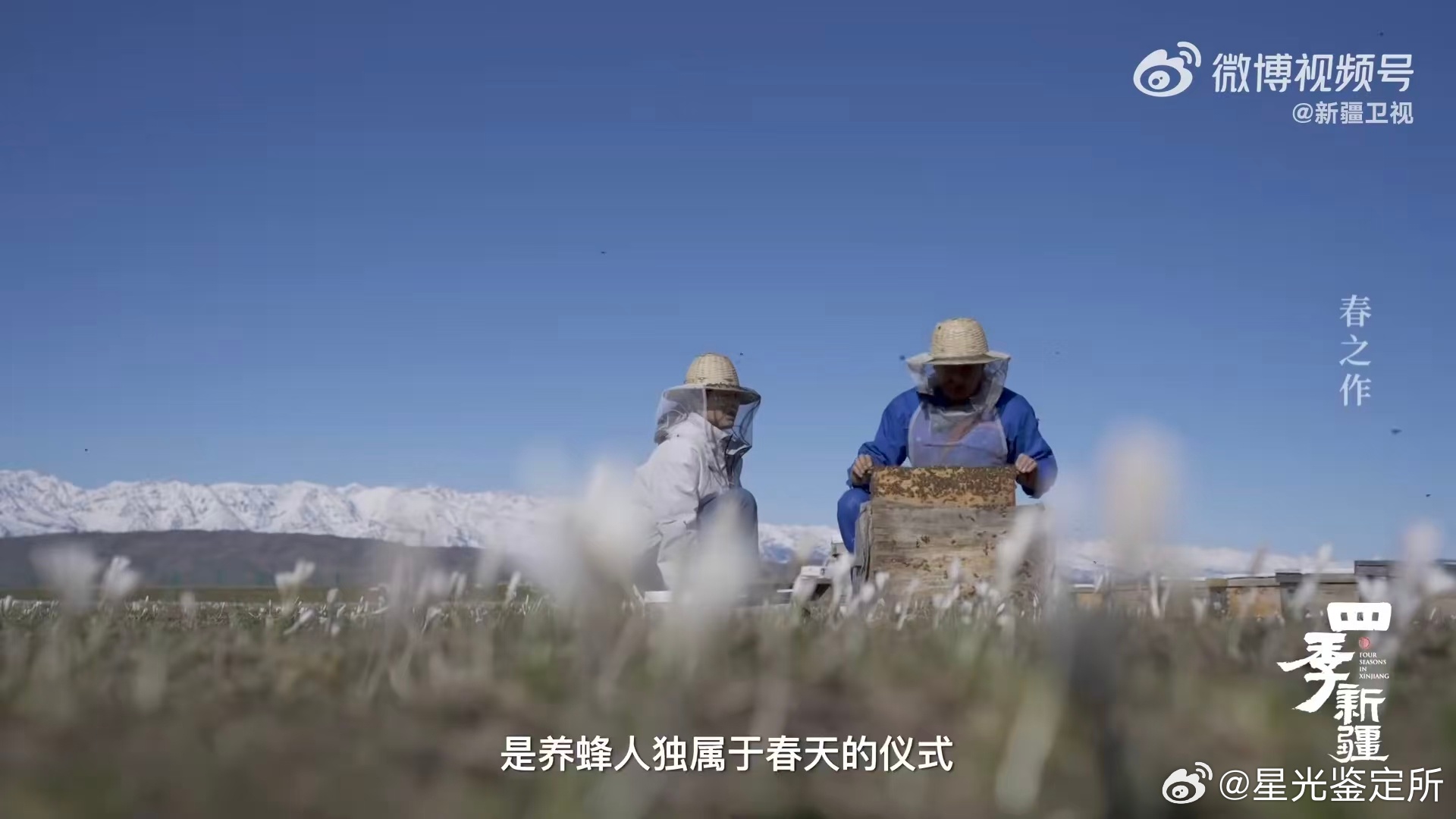 追寻天山报春花是养蜂人的春天仪式天山送给蜜蜂的春天第一口粮 雪还没化完就进山，不