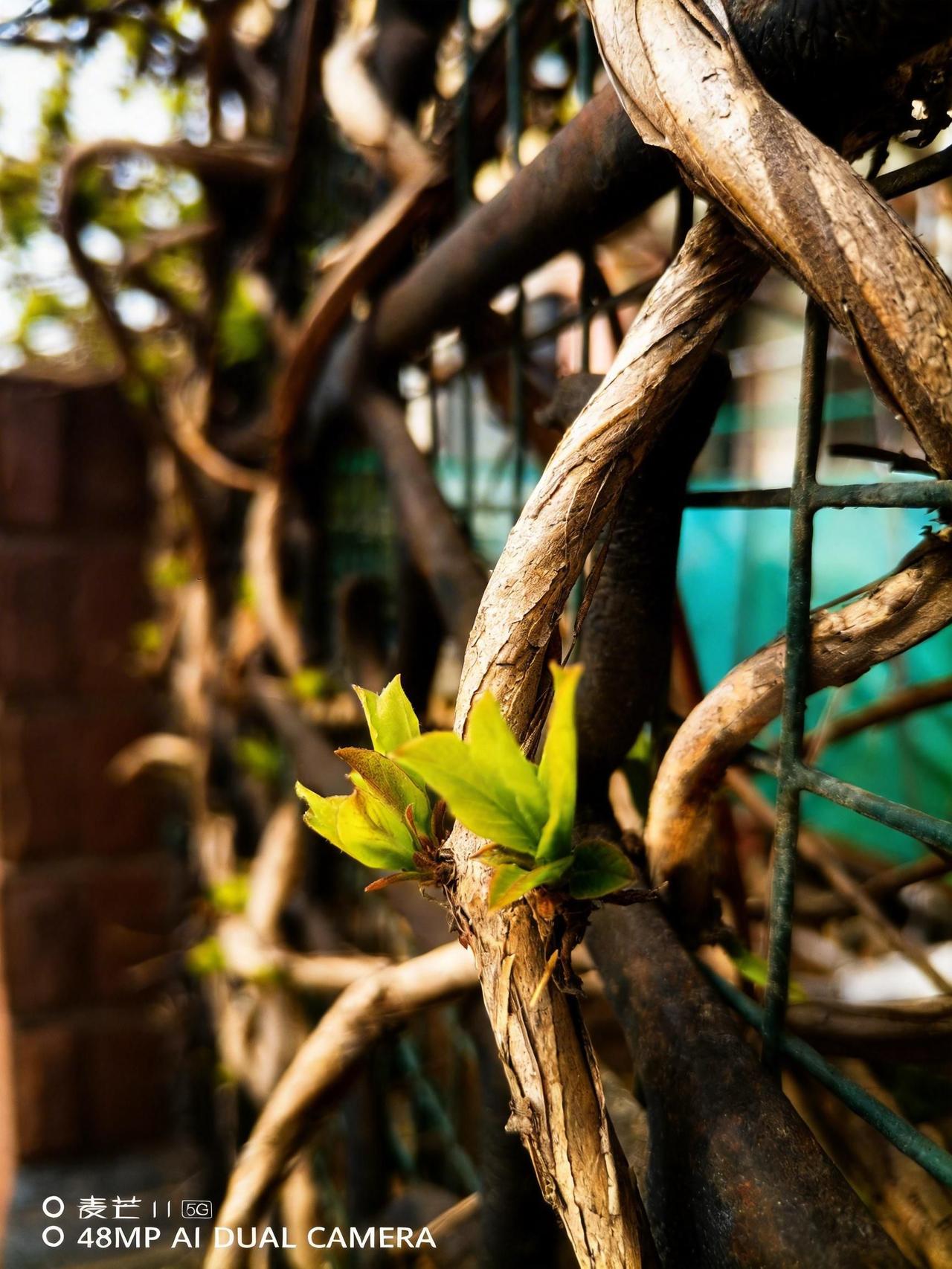 随变ai随便玩 上热门