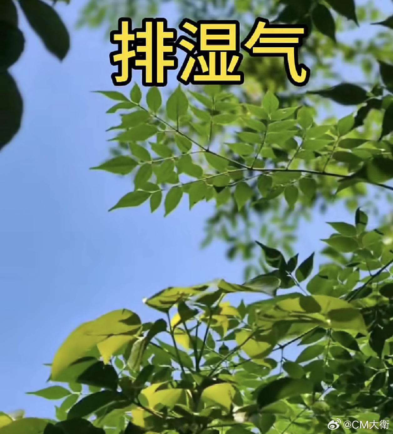 排湿气：薏米、陈皮、黄芪、茯苓；精准用量（一人一天量）· 炒薏米：15克（关键：
