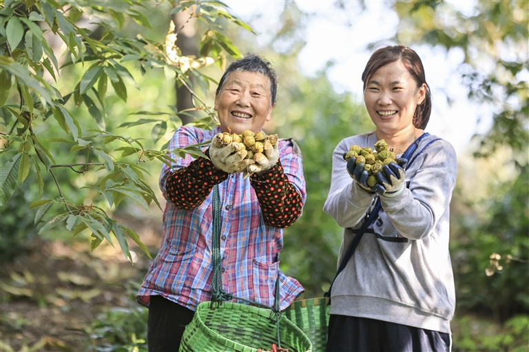 【歙县十万亩山核桃林迎来丰收季】白露时节，歙县十万亩山核桃林迎来丰收季。当地村民
