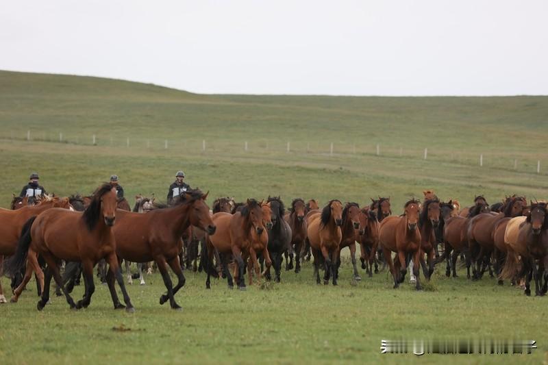 看到“万马奔腾开胜景”这个上联，瞬间感觉气势磅礴。我想到了“千帆竞渡展宏图”作为