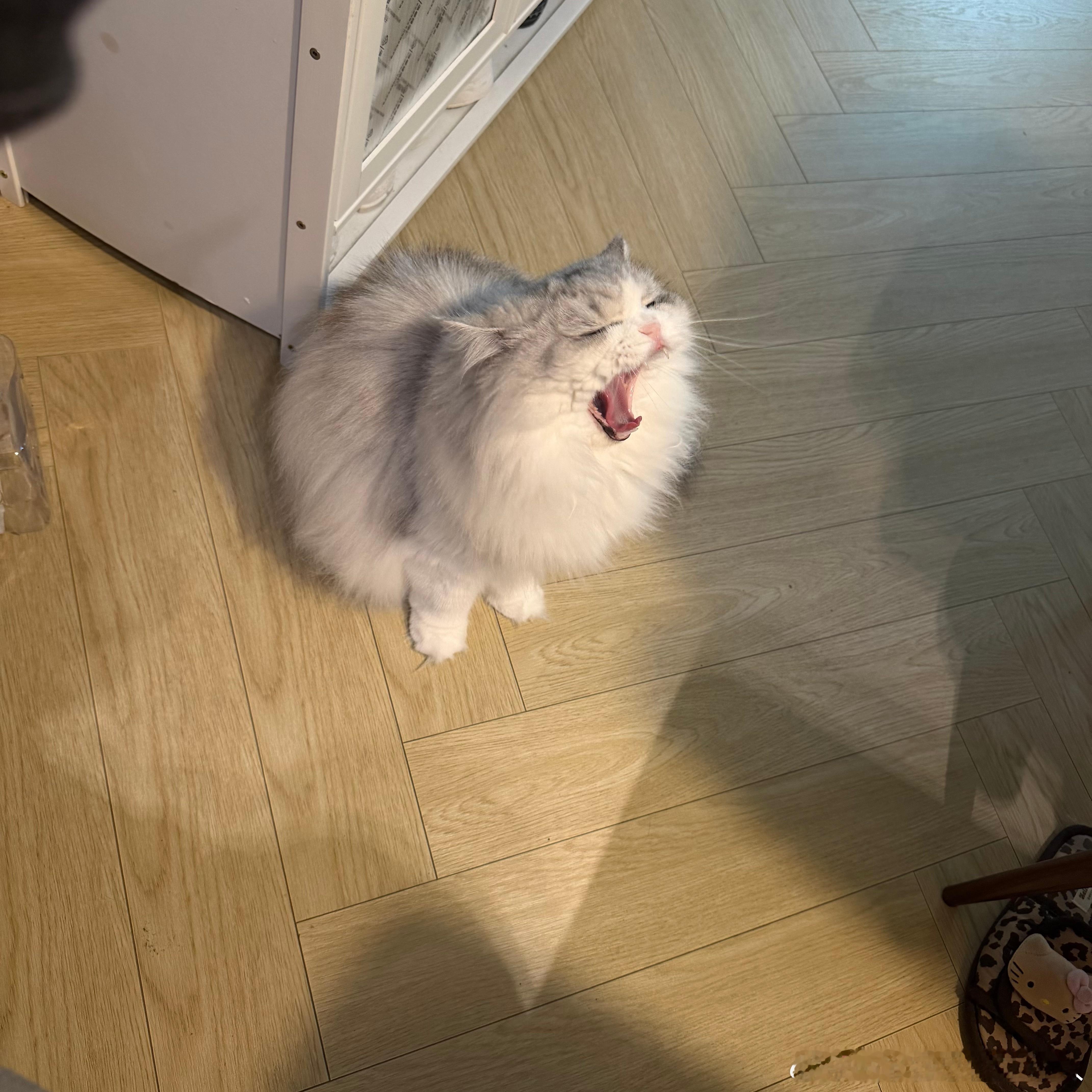 不丢[超话]小丢咆哮😺 ​​​