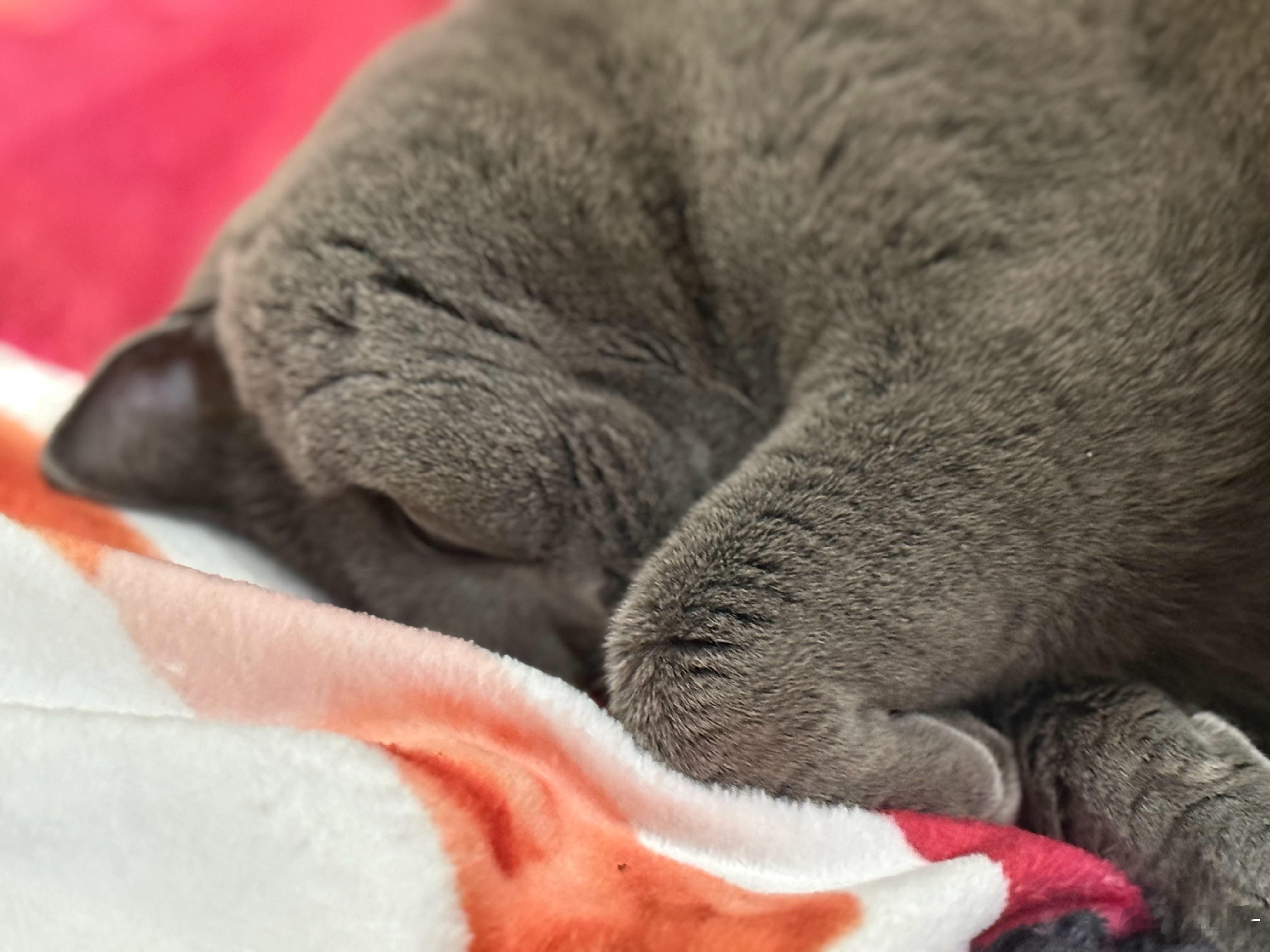 昨晚失眠的我，此刻看见这个小家伙睡得正香…羡慕