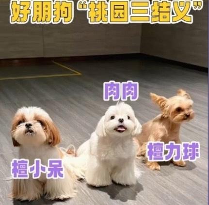 现在娱乐圈明星社交，早就不靠饭局人脉，全靠自家毛孩子搭桥牵线！檀健次和李一桐的狗