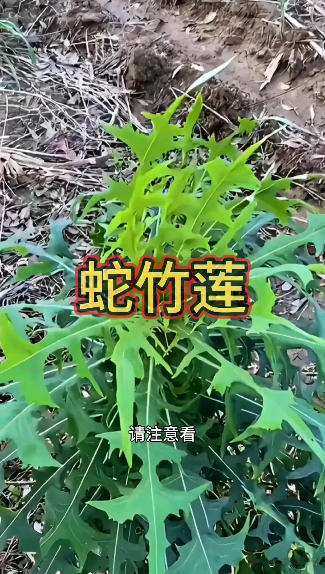 🌿野外遇见这棵植物请了解！它是世界非常有价值的中草植物之一。它可是要500克一