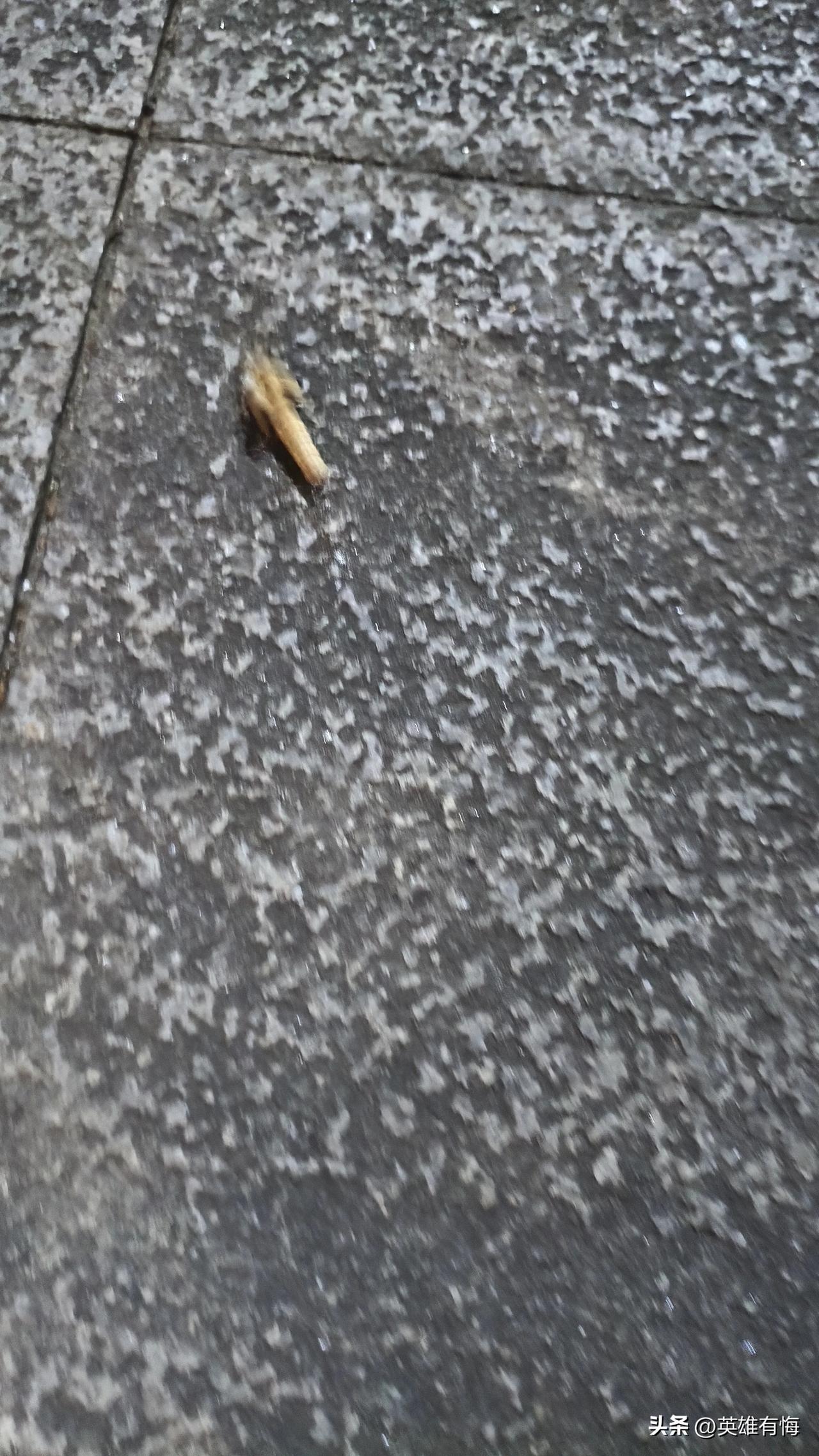 夏日生活打卡季一种奇怪的虫子，