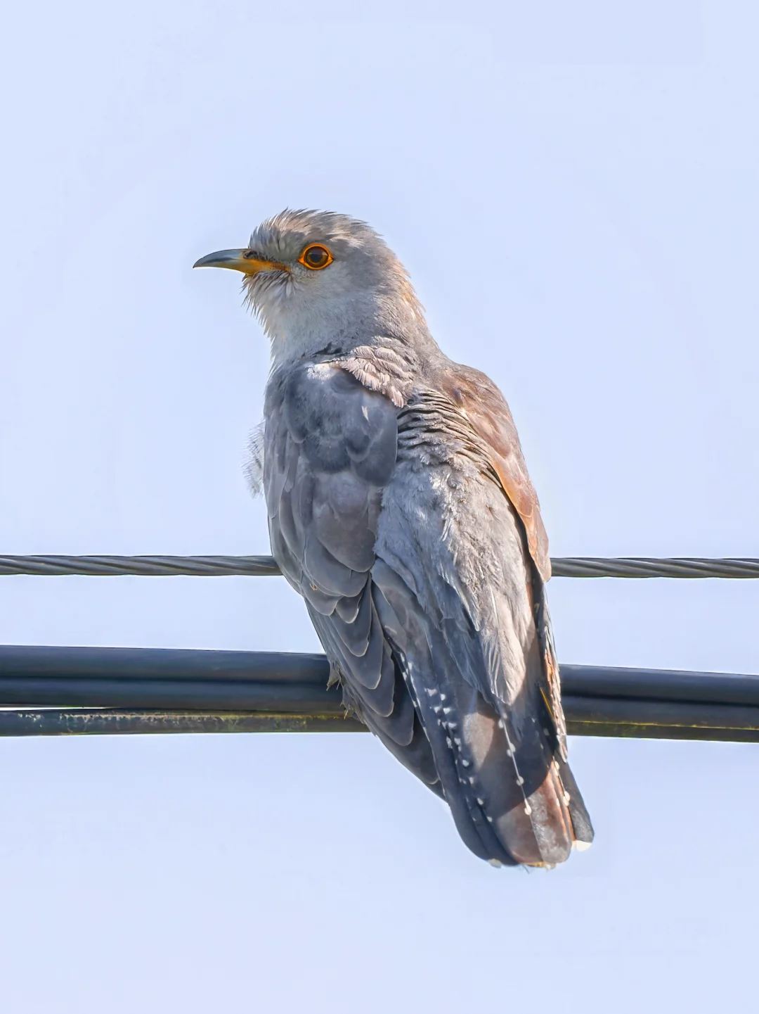 是的，这就是布谷鸟！