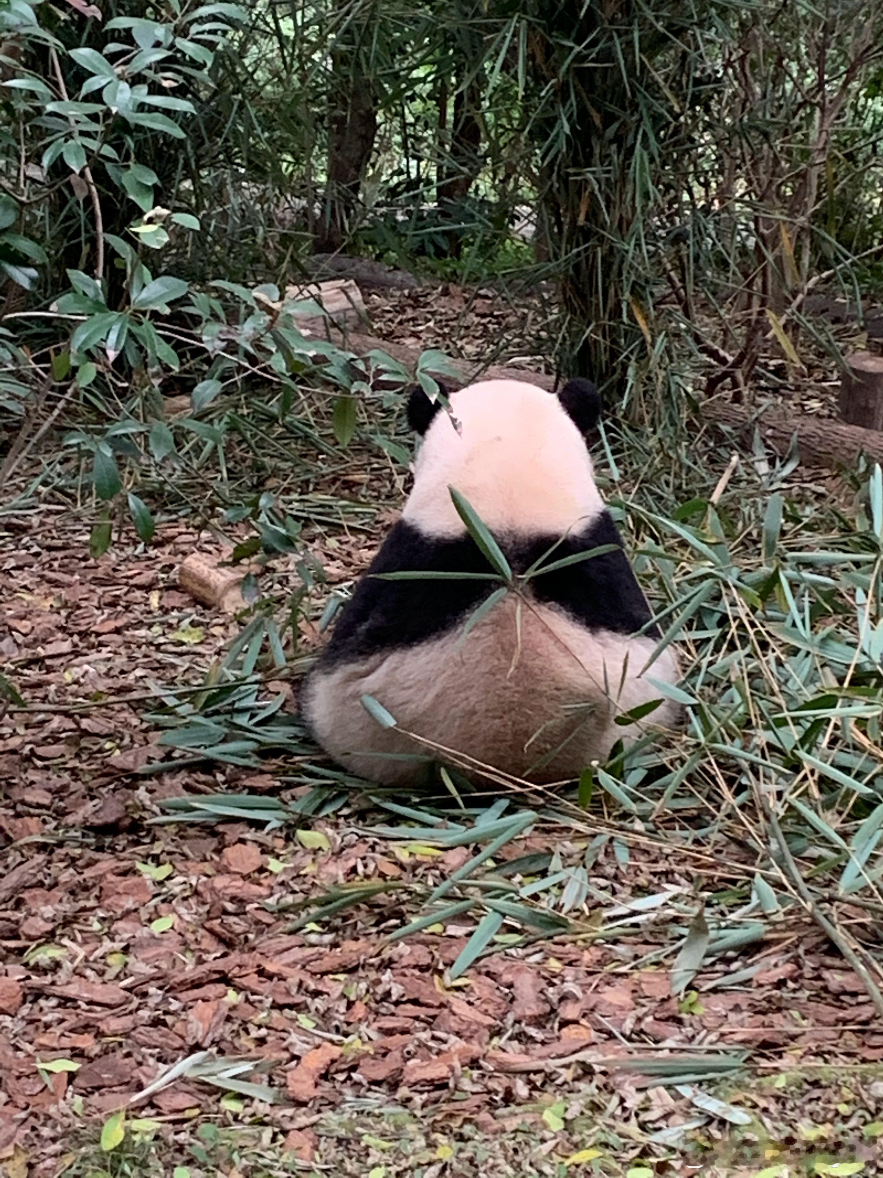 来展示一下你们开出的落场队服馋哭我天津津门虎 天津·天津广播电视台