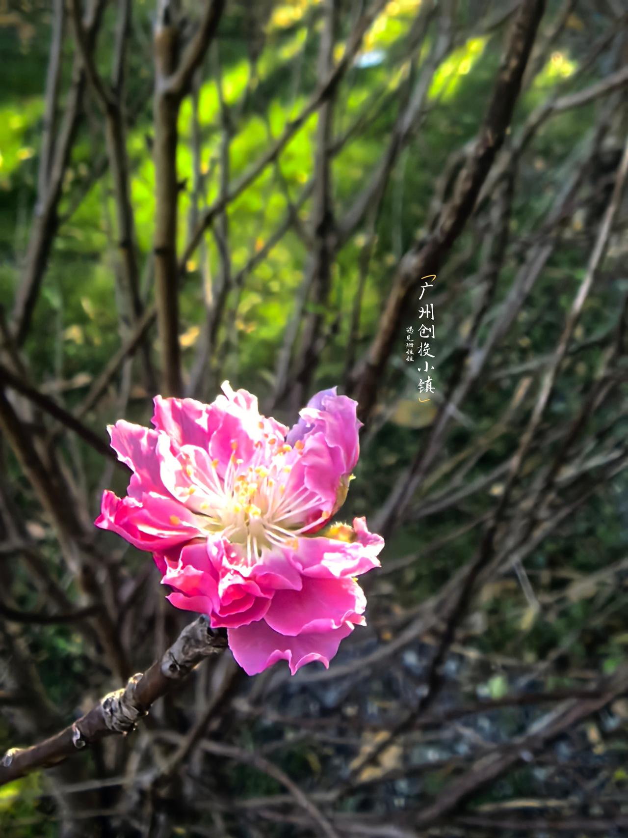 广州的秋日，藏着一份温柔治愈的小惊喜✨
慢悠悠走进创投小镇，沿着河涌缓步慢行
微