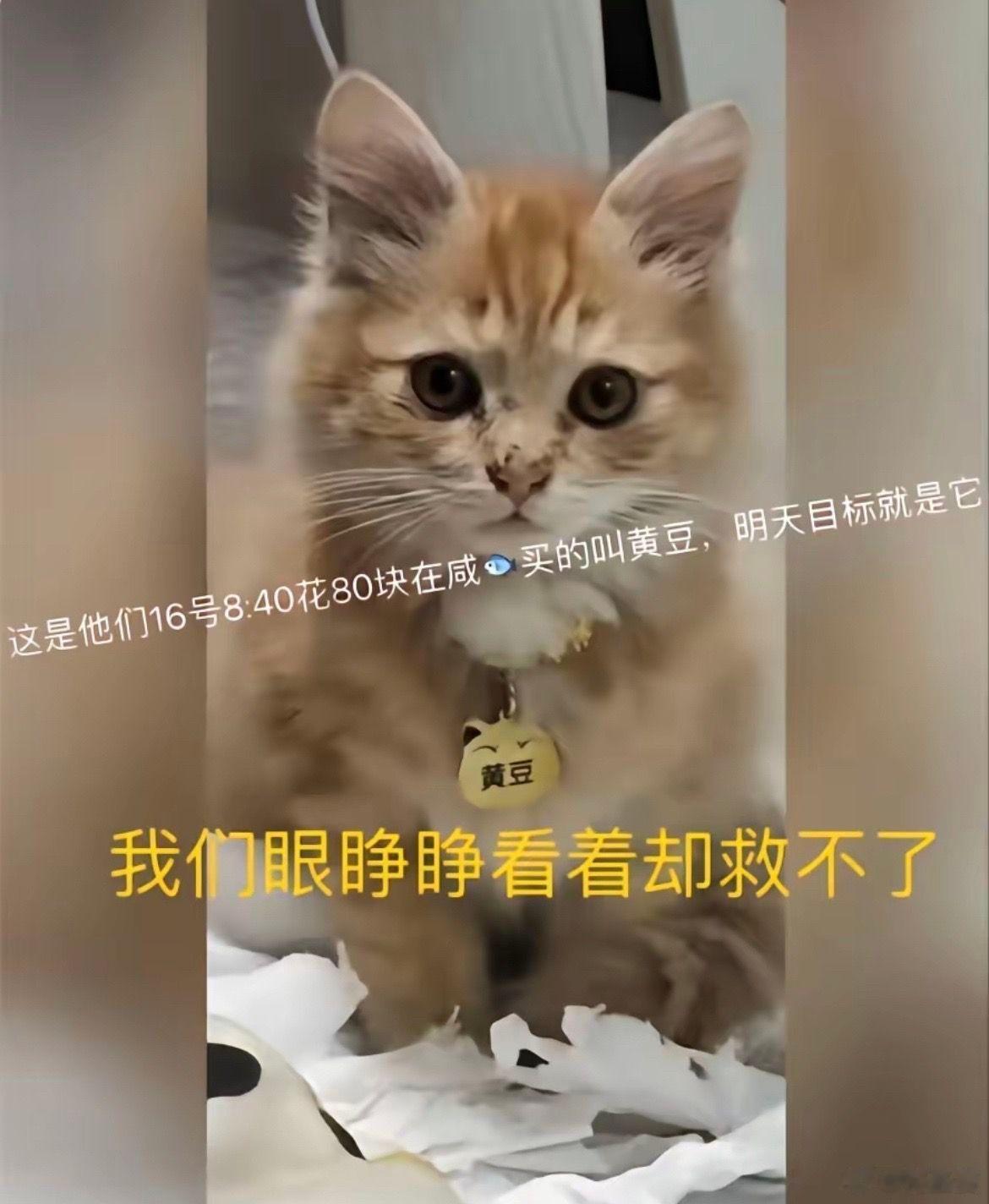 -天呐 这么好看的小猫咪居然已经被他们…还是被活剥 连牙齿都没了…哭死！！！！而