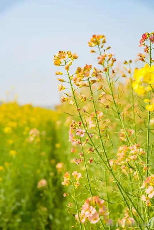 看到“鸟语花香春色美”这个上联，瞬间感觉春意扑面而来。这上联描绘出一幅鸟儿欢唱、