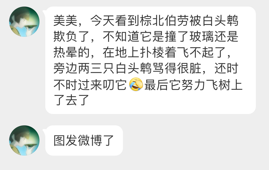 #鸟粉投稿# 悬挂着的【棕背伯劳】伯劳经常会抓别的小鸟老鼠之类的小动物趁着还没完