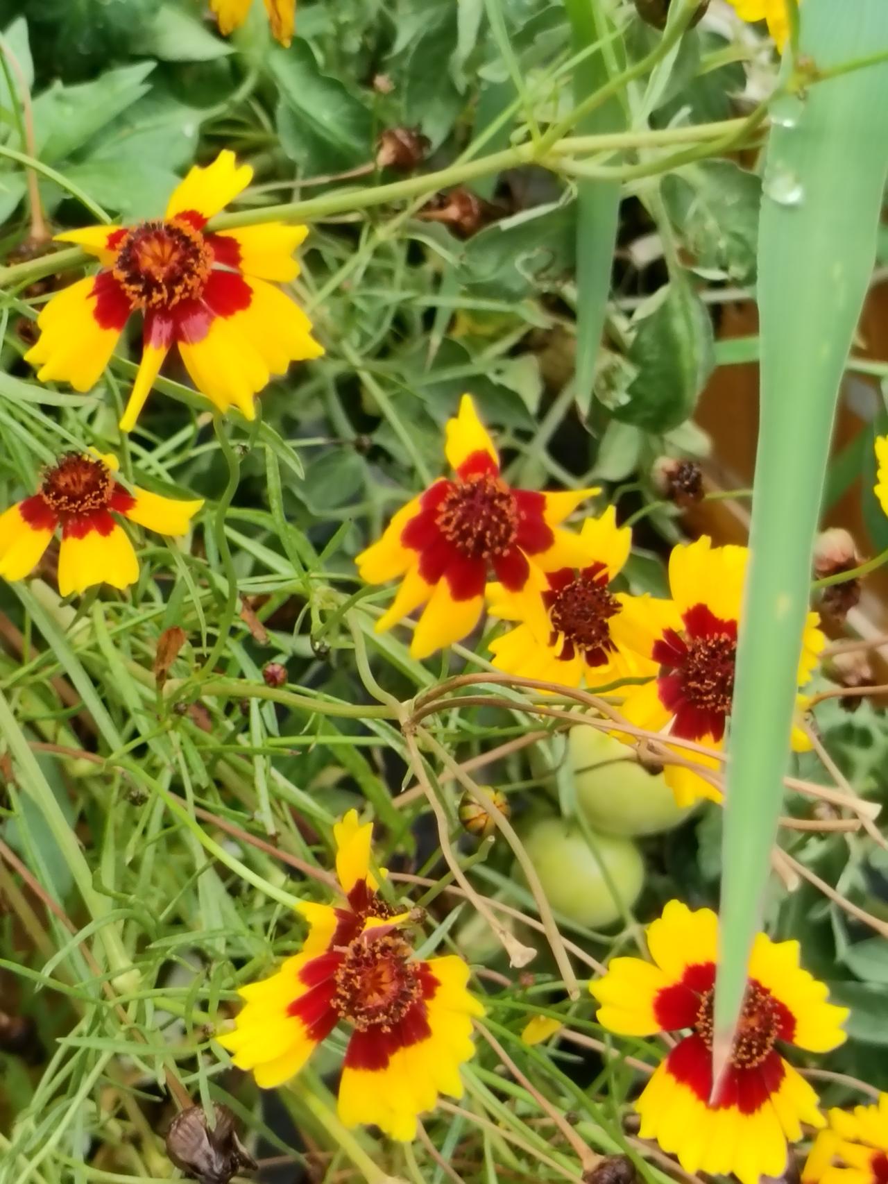 随手拍张照小院花开，明艳热烈，各色繁花自在盛放，把夏日的色彩揉进寻常烟火里。